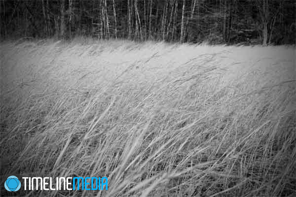 infrared photo of a grass field around Burke Lake Park ©TimeLine Media