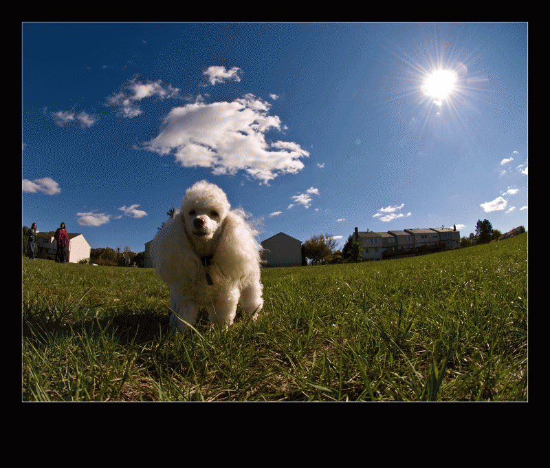 Napoleon, a poodle, in a field in Fairfax, Virginia 