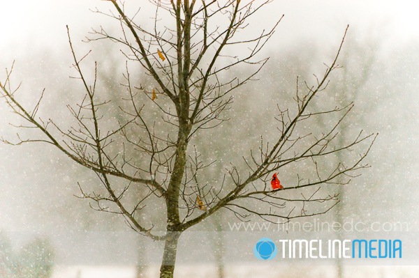 cardinal sitting in a tree empty of leaves during winter