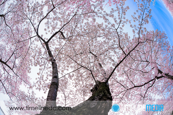 DC Cherry Blossoms photo – www.timelinedc.com