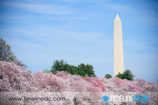 DC Cherry Blossoms photo Groundhog Day - www.timelinedc.com 