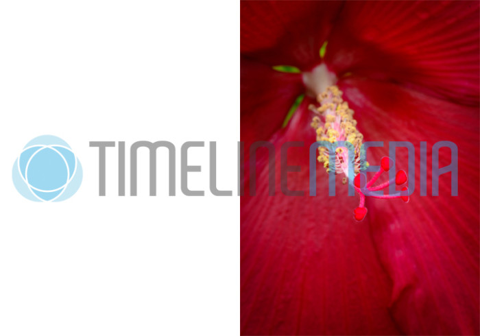 ©TimeLine Media - 5x7 greeting card