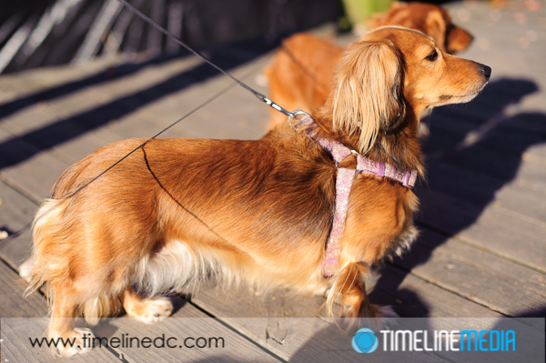 ©TimeLine Media - dachshunds on a walk