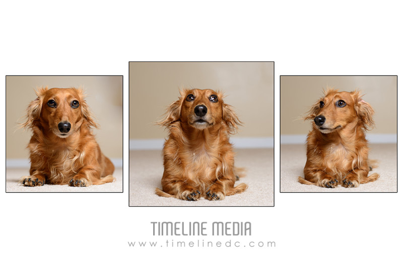 ©TimeLine Media - dachshund model collage