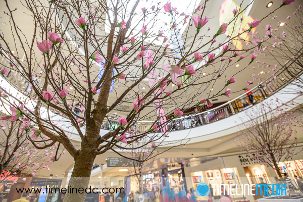 Cherry Blossom display at Tysons Corner Center - ©TimeLine Media