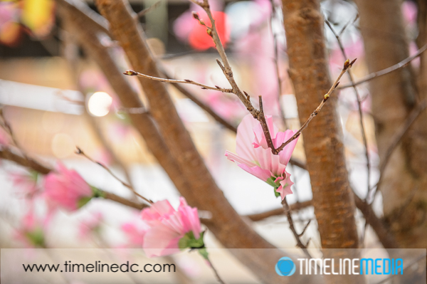 Paper Cherry Blossom - ©TimeLine Media