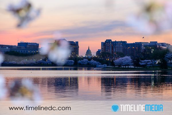Cherry Blossoms and the Capitol Building in Washington, DC - ©TimeLine Media