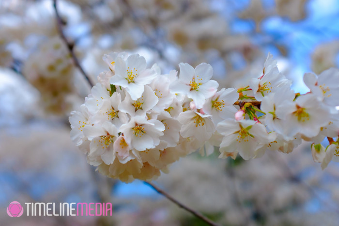 Peak Cherry Blossoms Washington, DC - ©TimeLine Media