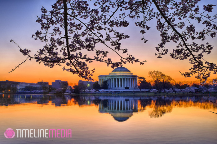 Jefferson Memorial and Cherry Blossoms - ©TimeLine Media