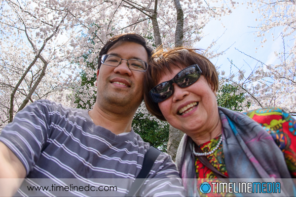 Under peak Cherry Blossoms - ©TimeLine Media
