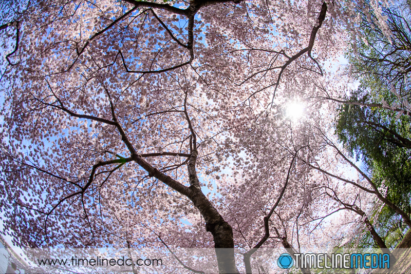 Fisheye Cherry Blossoms - ©TimeLine Media