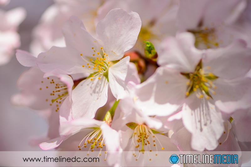 Macro Cherry Blossoms - ©TimeLine Media