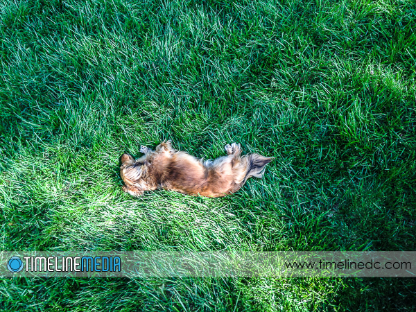 Dachshund laying in grass - ©TimeLine Media