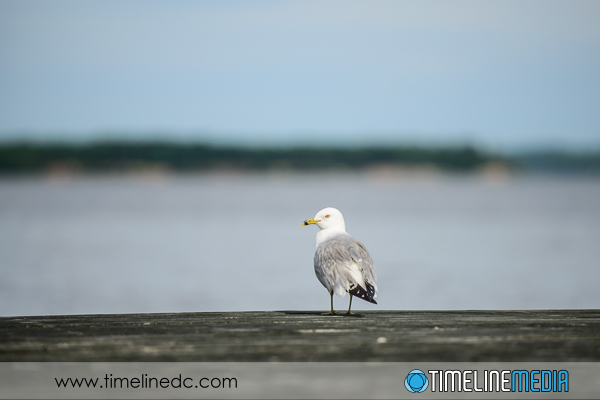 Seagull at the end of the pier - ©TimeLine Media