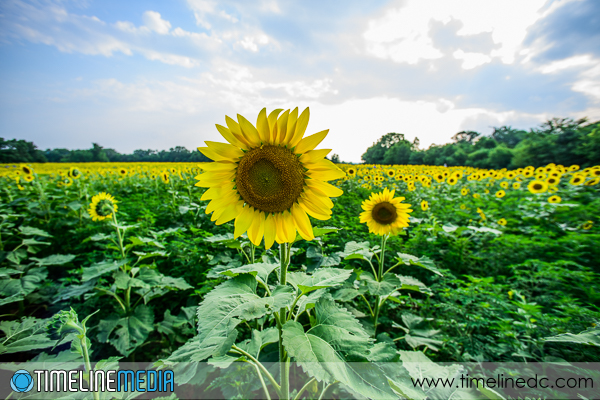 Sunflowers-at-McKee-Beshers-©TimeLine_Media