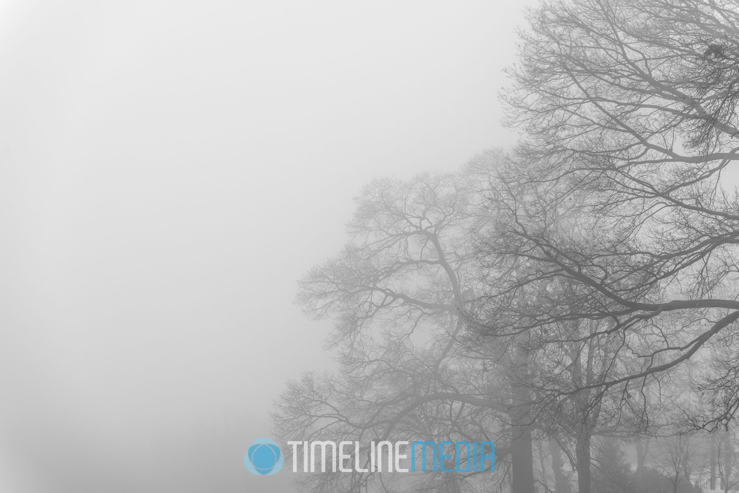 Foggy trees make a minimal composition