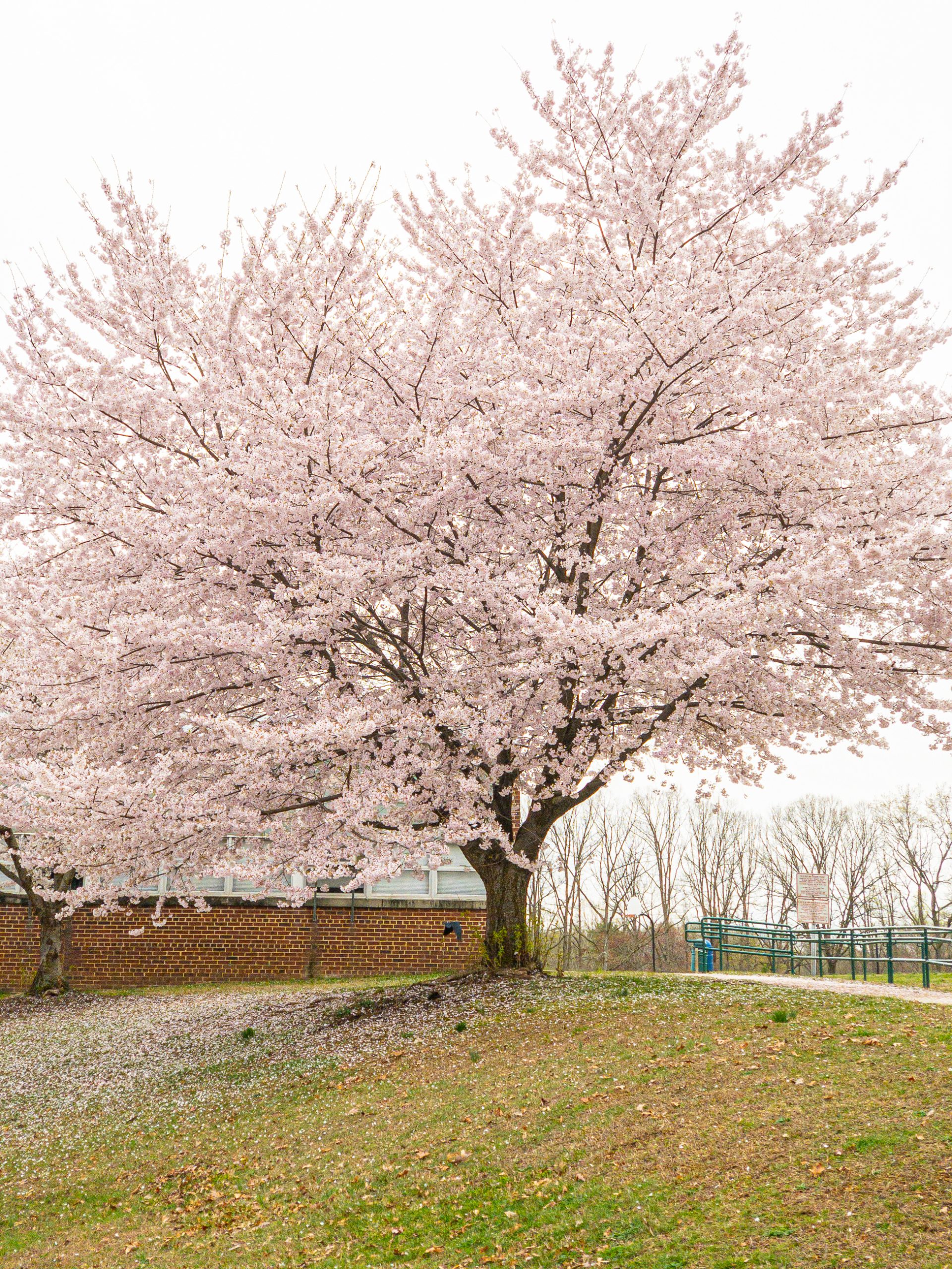 Falls Church cherry blossom tree in full bloom