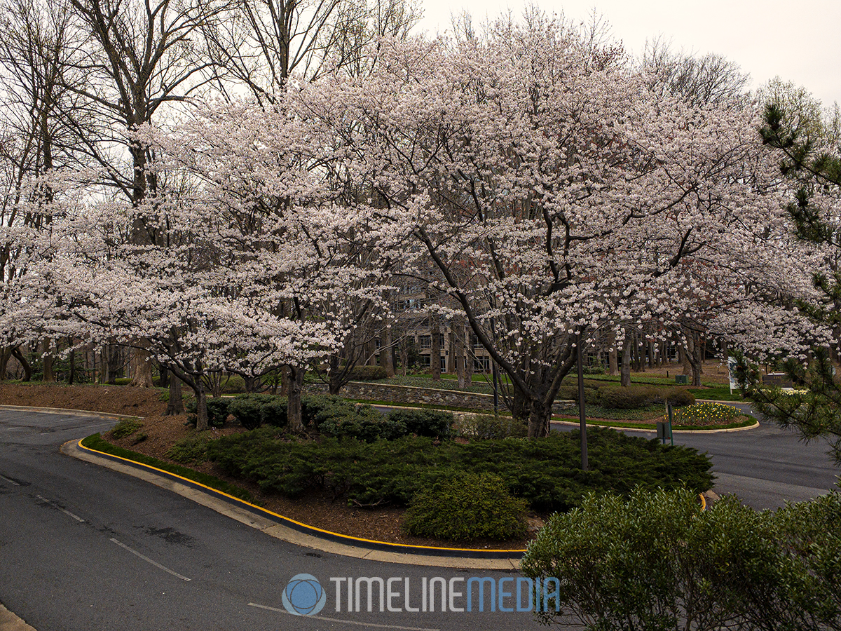 Falls Church cherry blossom tree in full bloom
