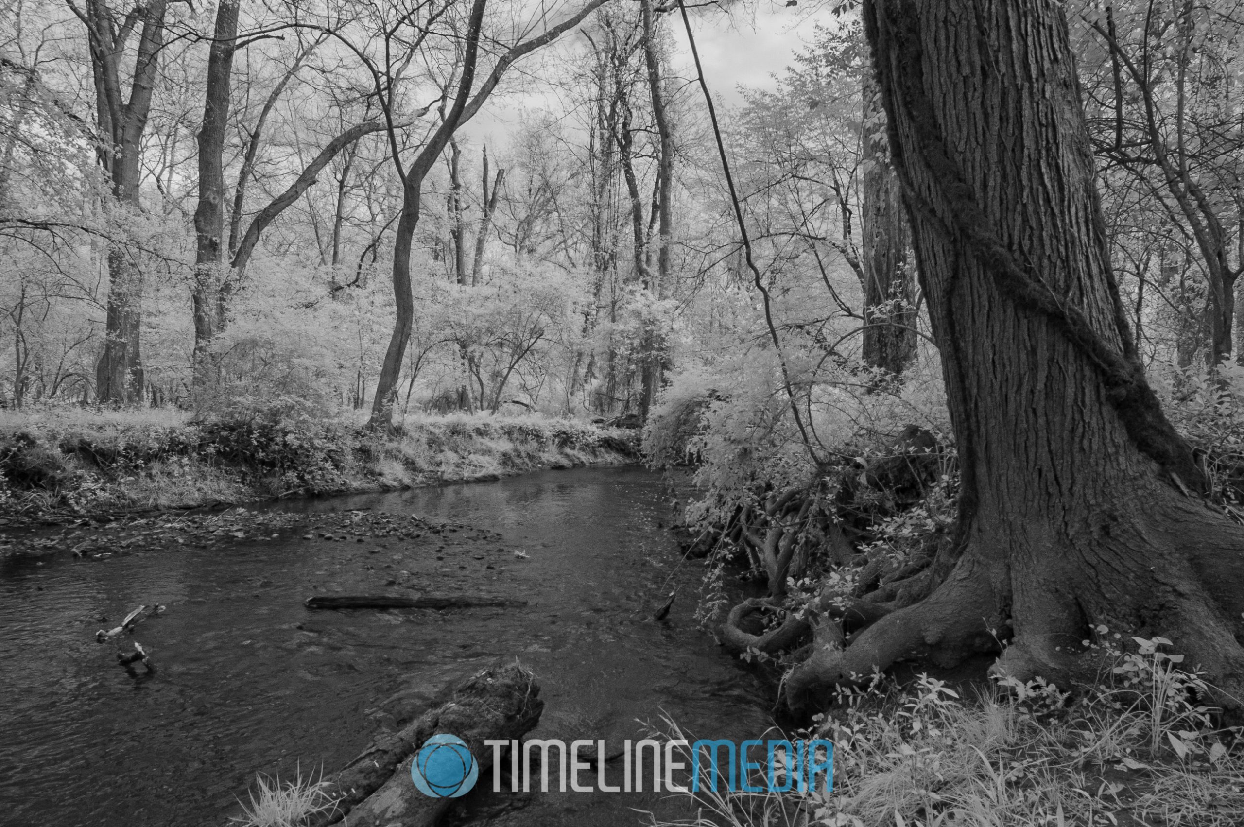 Neighborhood stream photographed during a daily quarantine walk in Falls Church, VA ©TimeLine Media