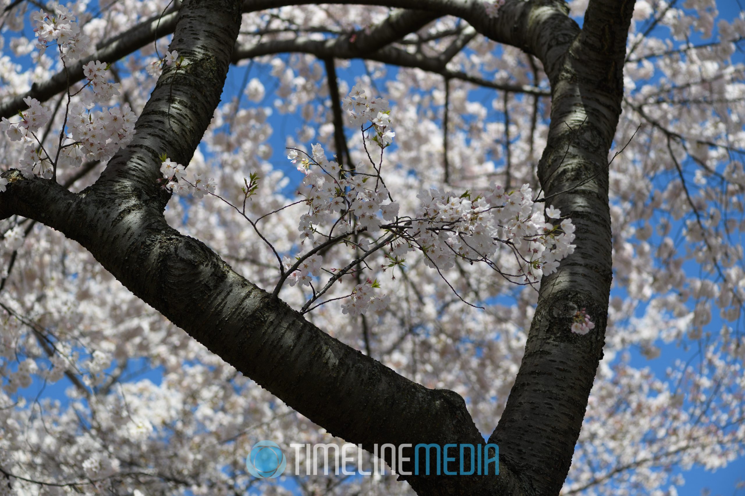 Washington, DC Tidal Basin cherry blossoms ©TimeLine Media