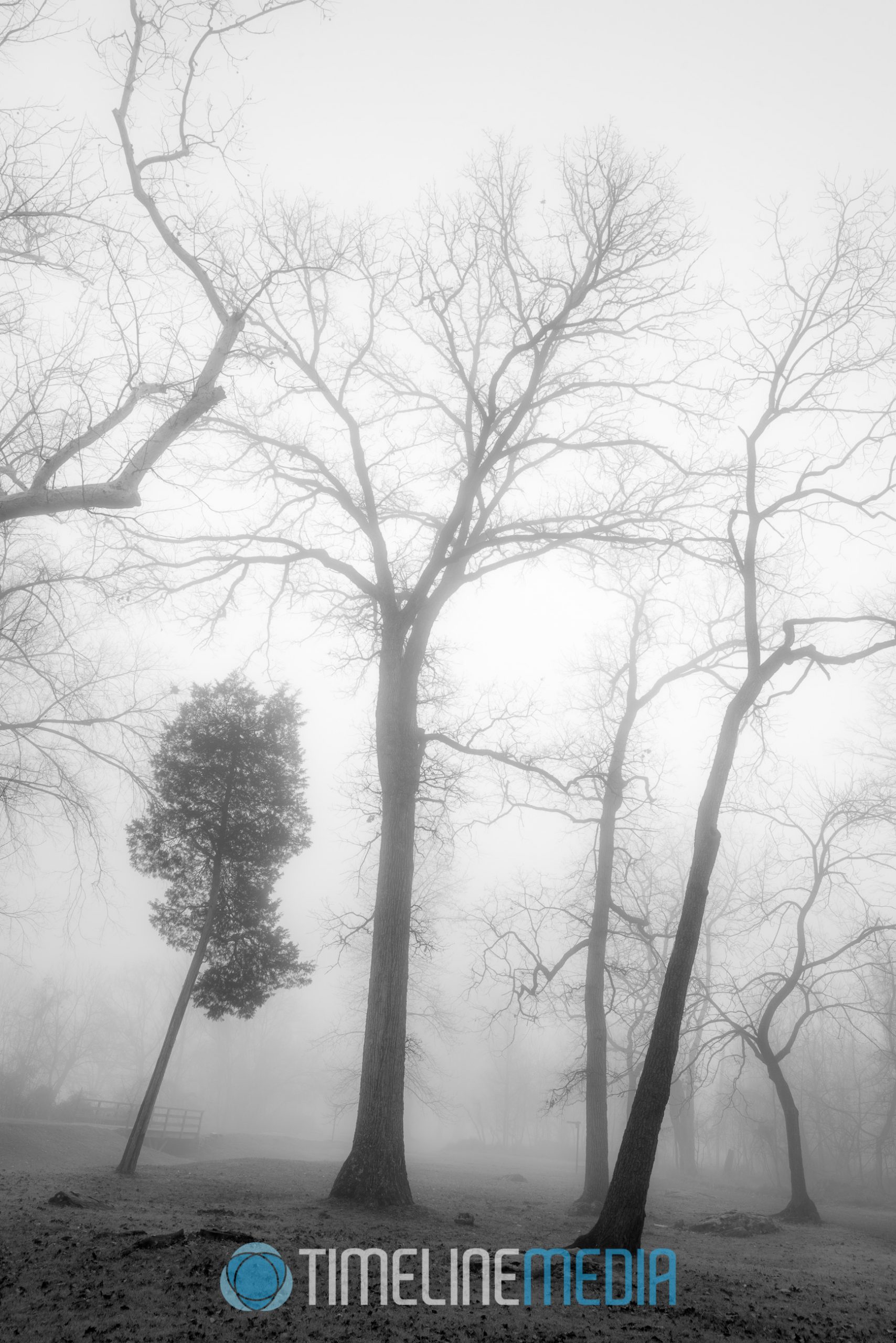 Trees in the fog at Great Falls Park ©TimeLine Media