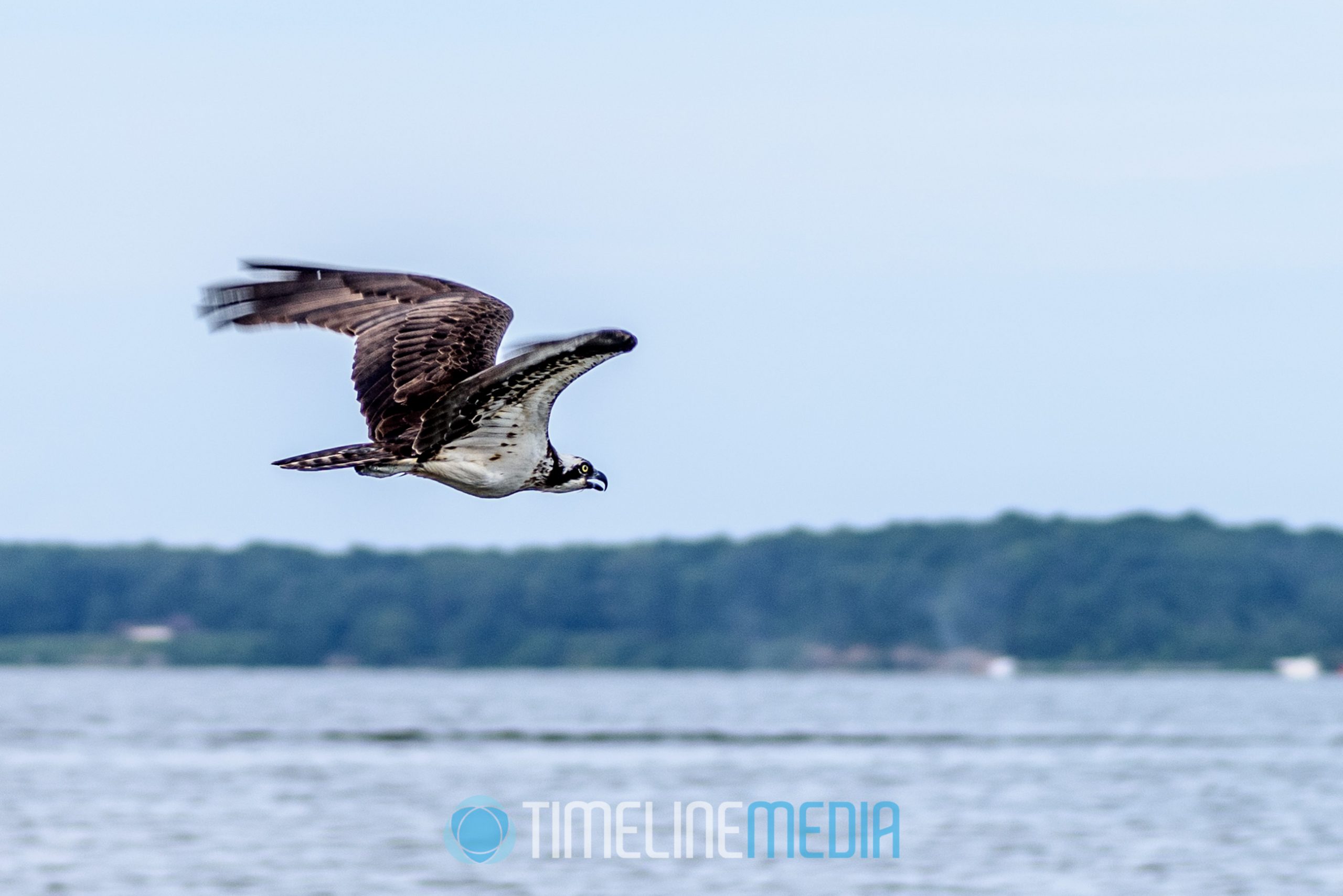 Shore birds flying over Featherstone Shores on the Occoquan River, Woodbridge, VA ©TimeLine Media