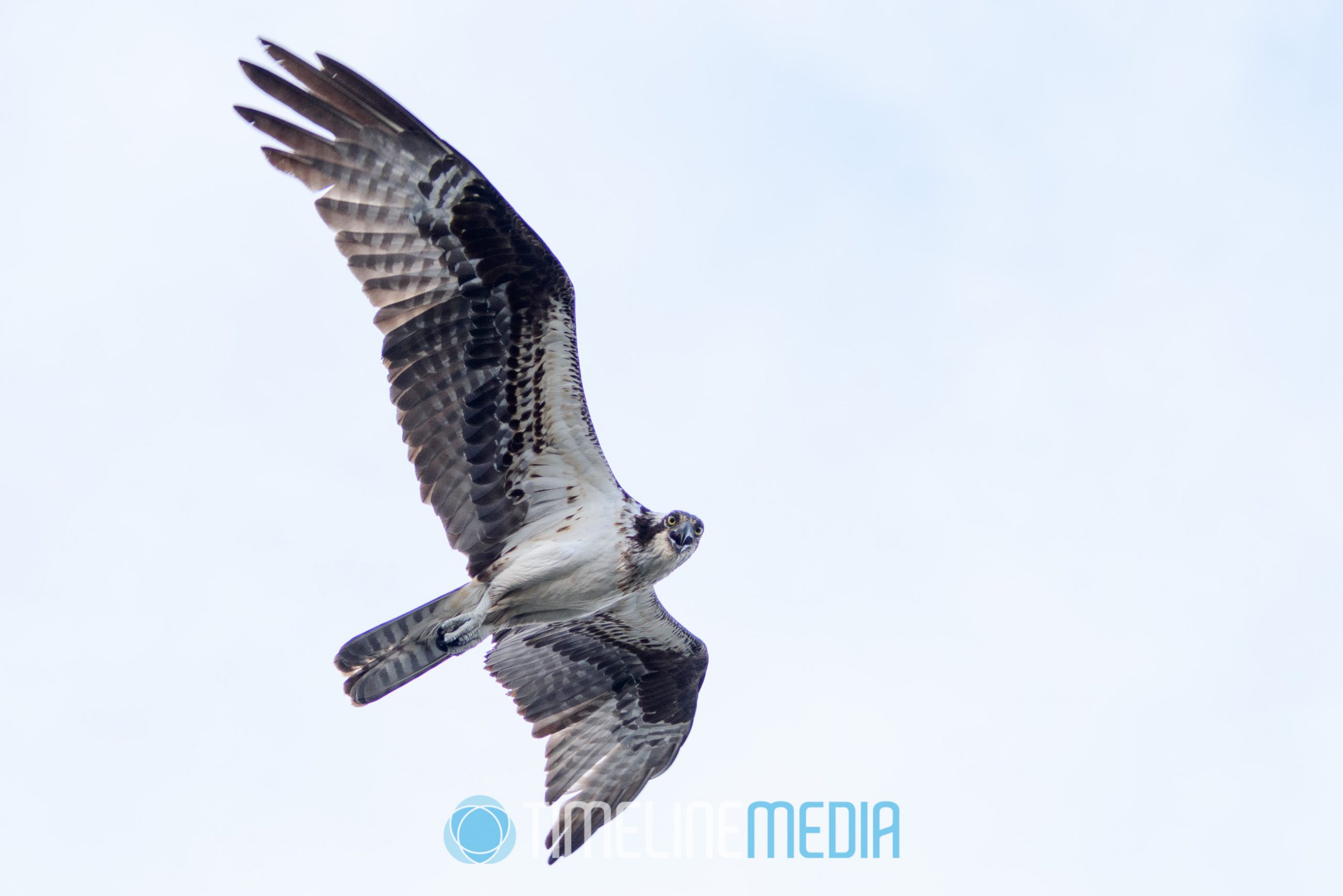 Shore birds flying over Featherstone Shores on the Occoquan River, Woodbridge, VA ©TimeLine Media