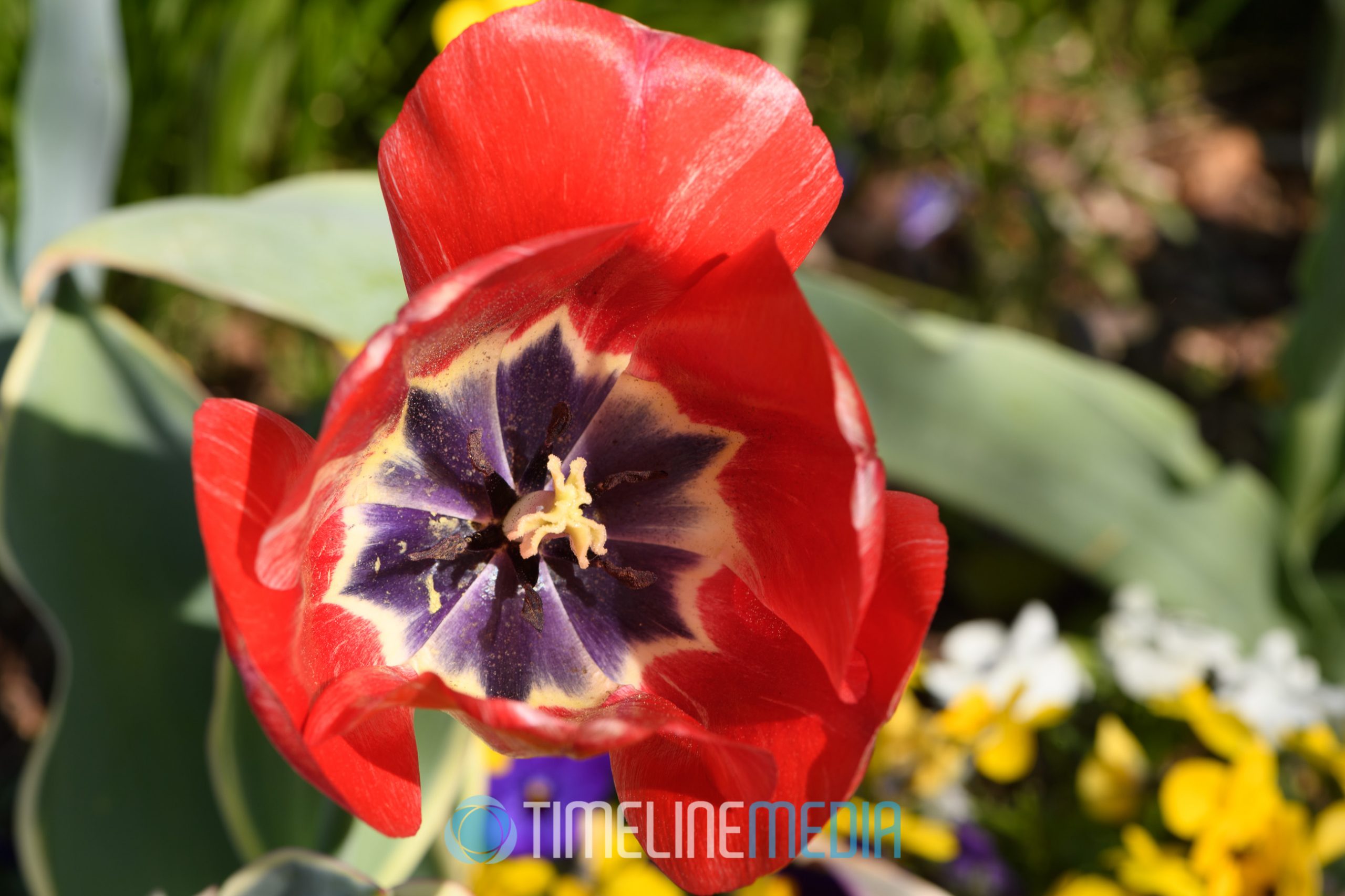 Flowering plants at Richmond Virginia Botanical Graden ©TimeLine Media