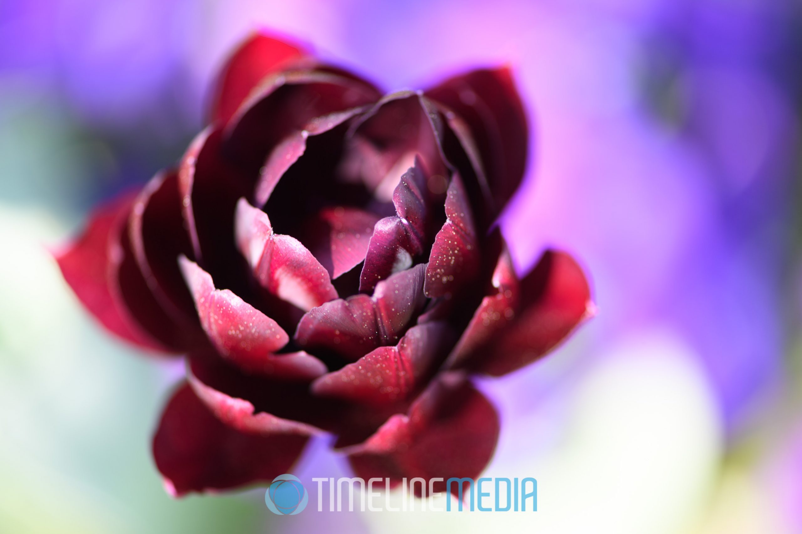 Flowering plants at Richmond Virginia Botanical Graden ©TimeLine Media