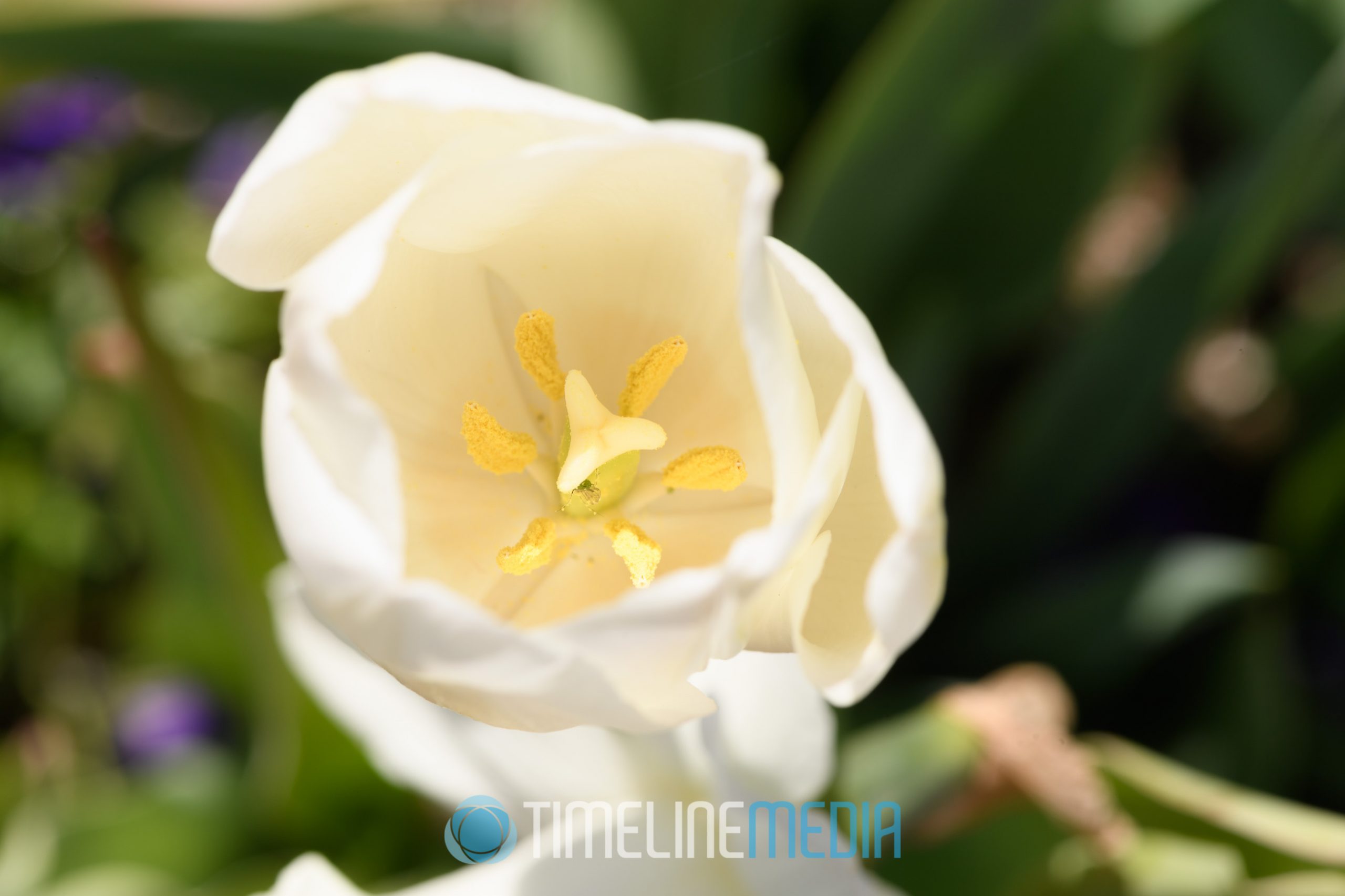 Flowering plants at Richmond Virginia Botanical Graden ©TimeLine Media