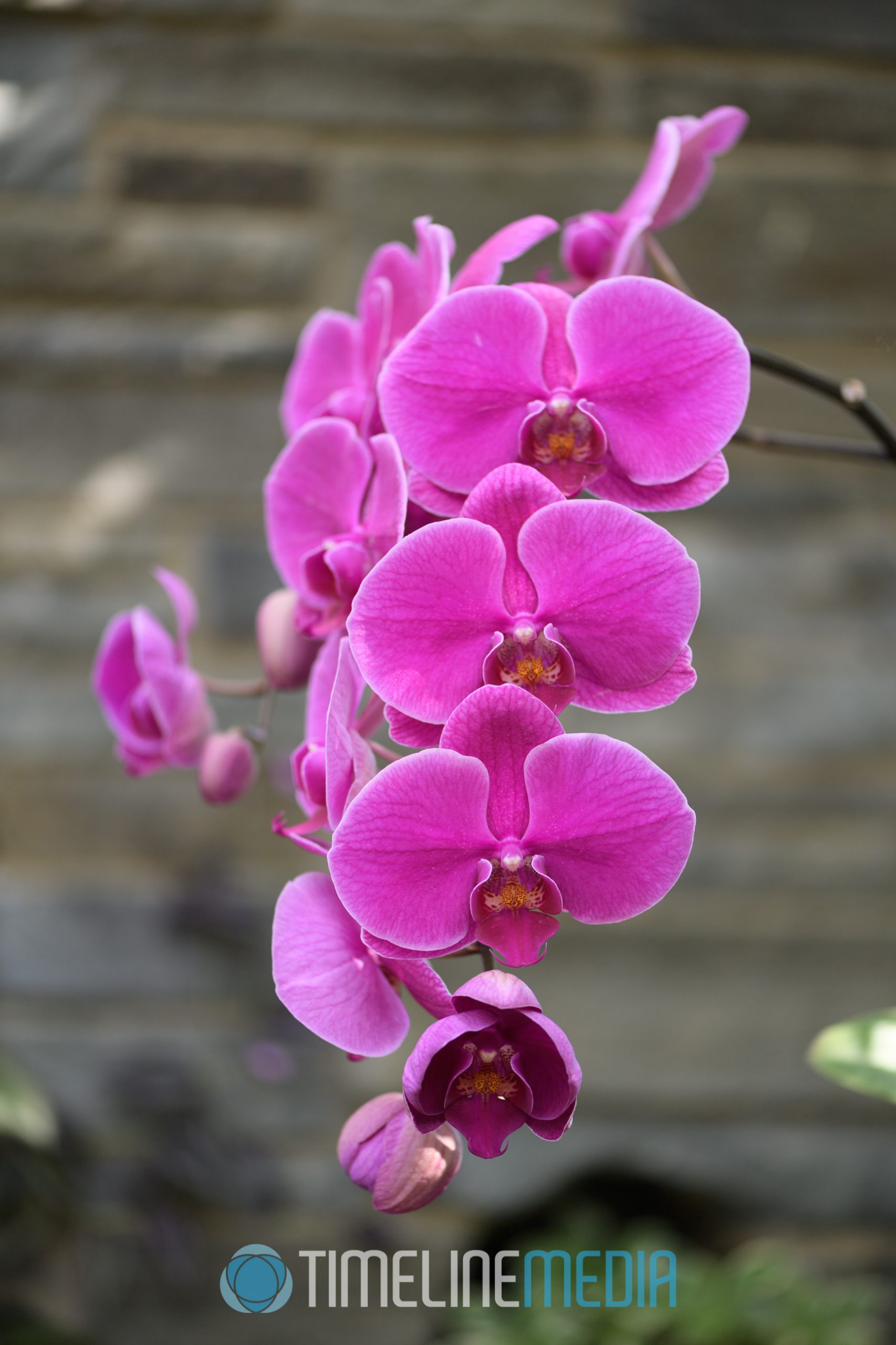 Flowering plants at Richmond Virginia Botanical Graden ©TimeLine Media