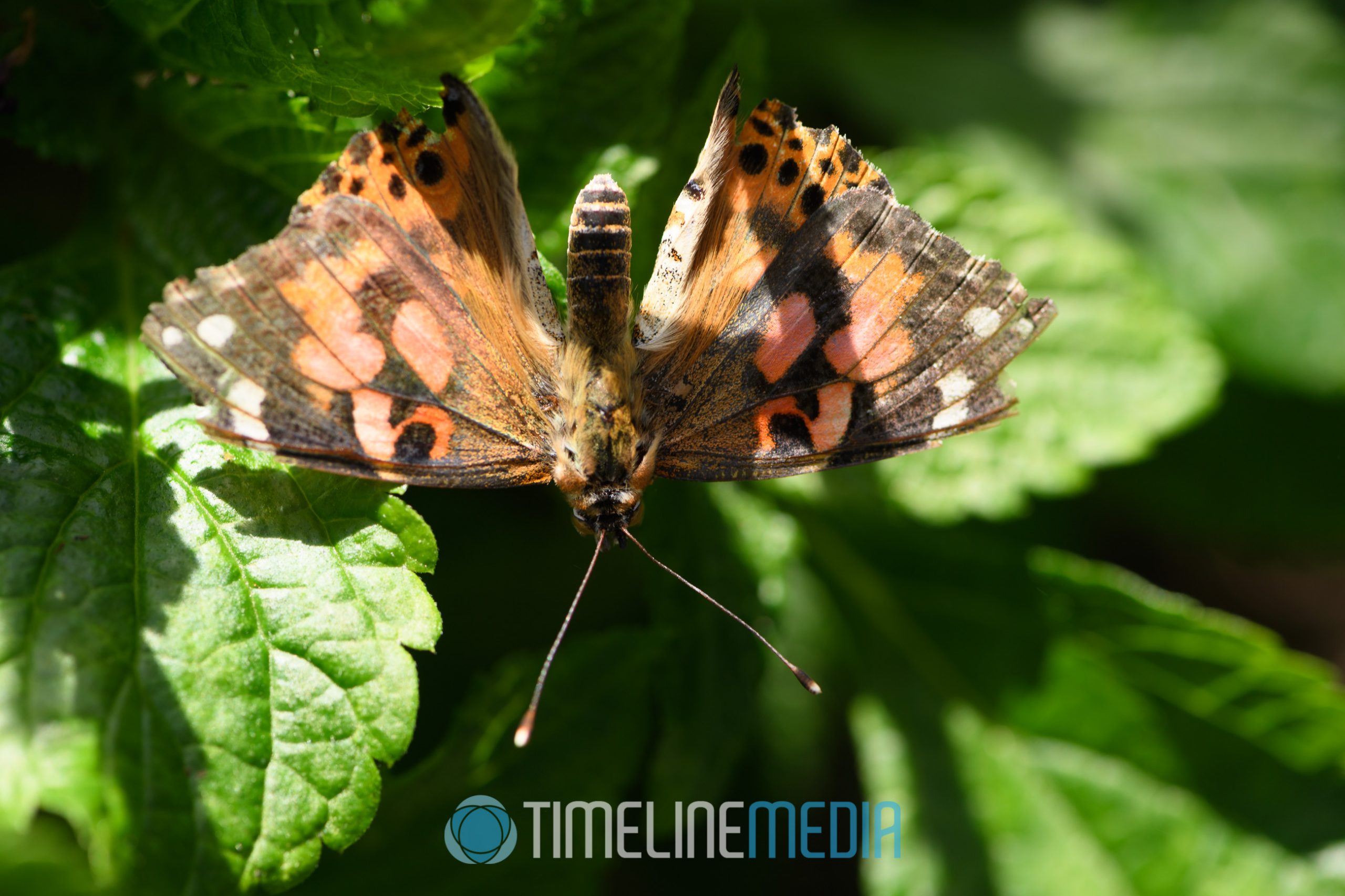 Butterflies LIVE! at Lewis Ginter Botanical Graden ©TimeLine Media