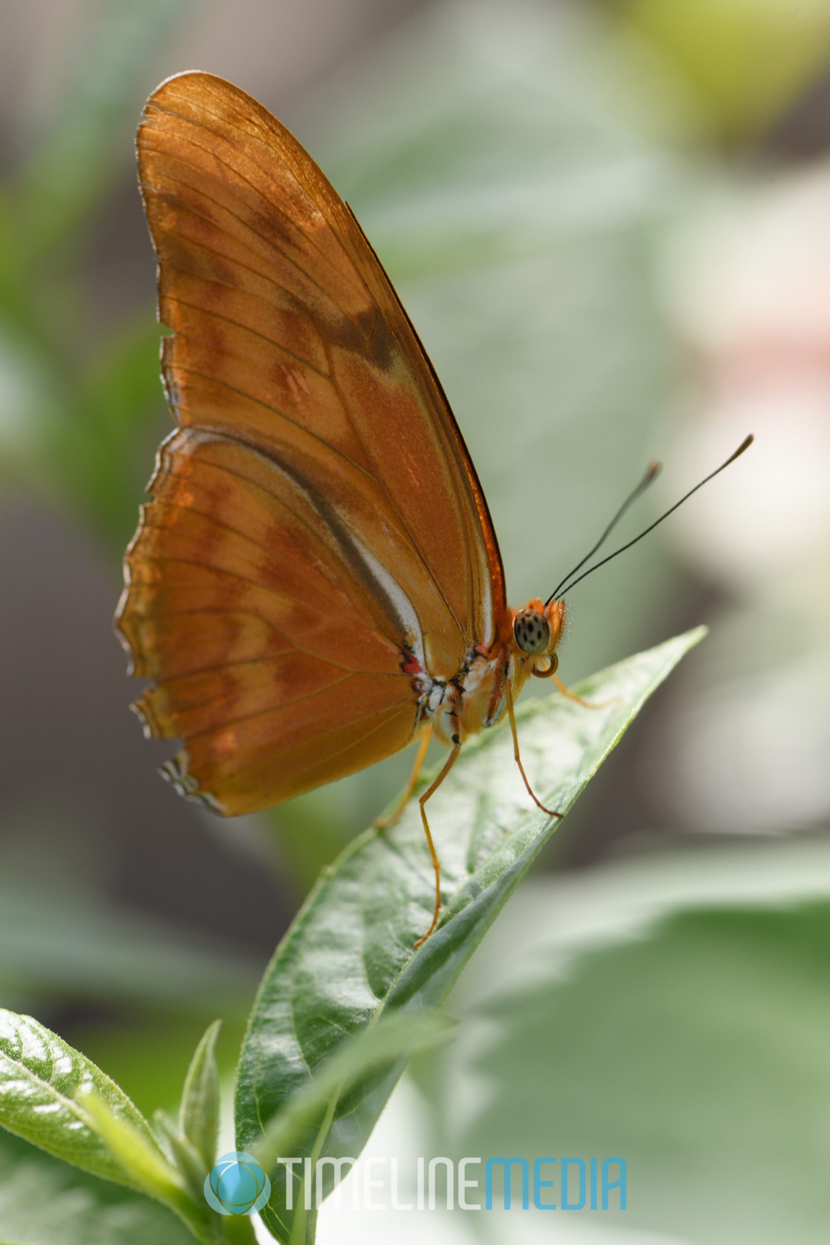 Butterflies LIVE! at Lewis Ginter Botanical Graden ©TimeLine Media