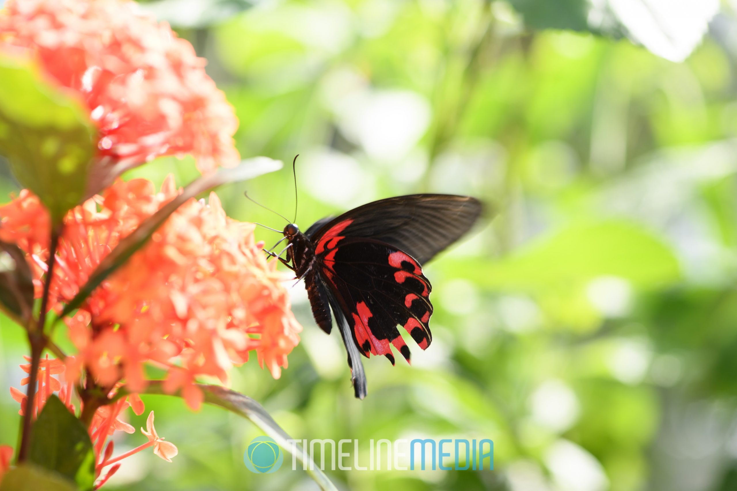 Butterflies LIVE! at Lewis Ginter Botanical Graden ©TimeLine Media