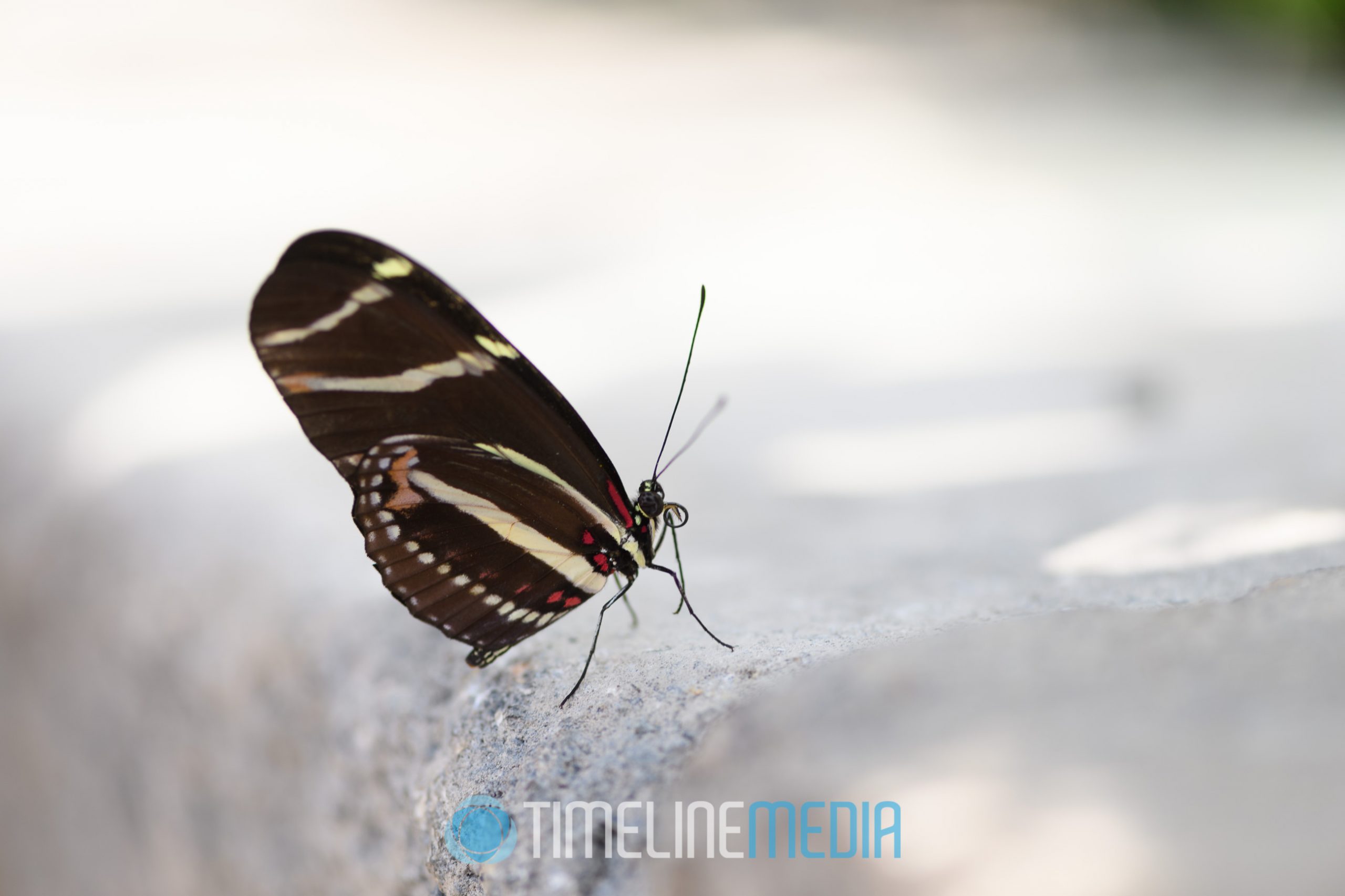 Butterflies LIVE! - image of butterly in Richmond, VA exhitibit ©TimeLine Media