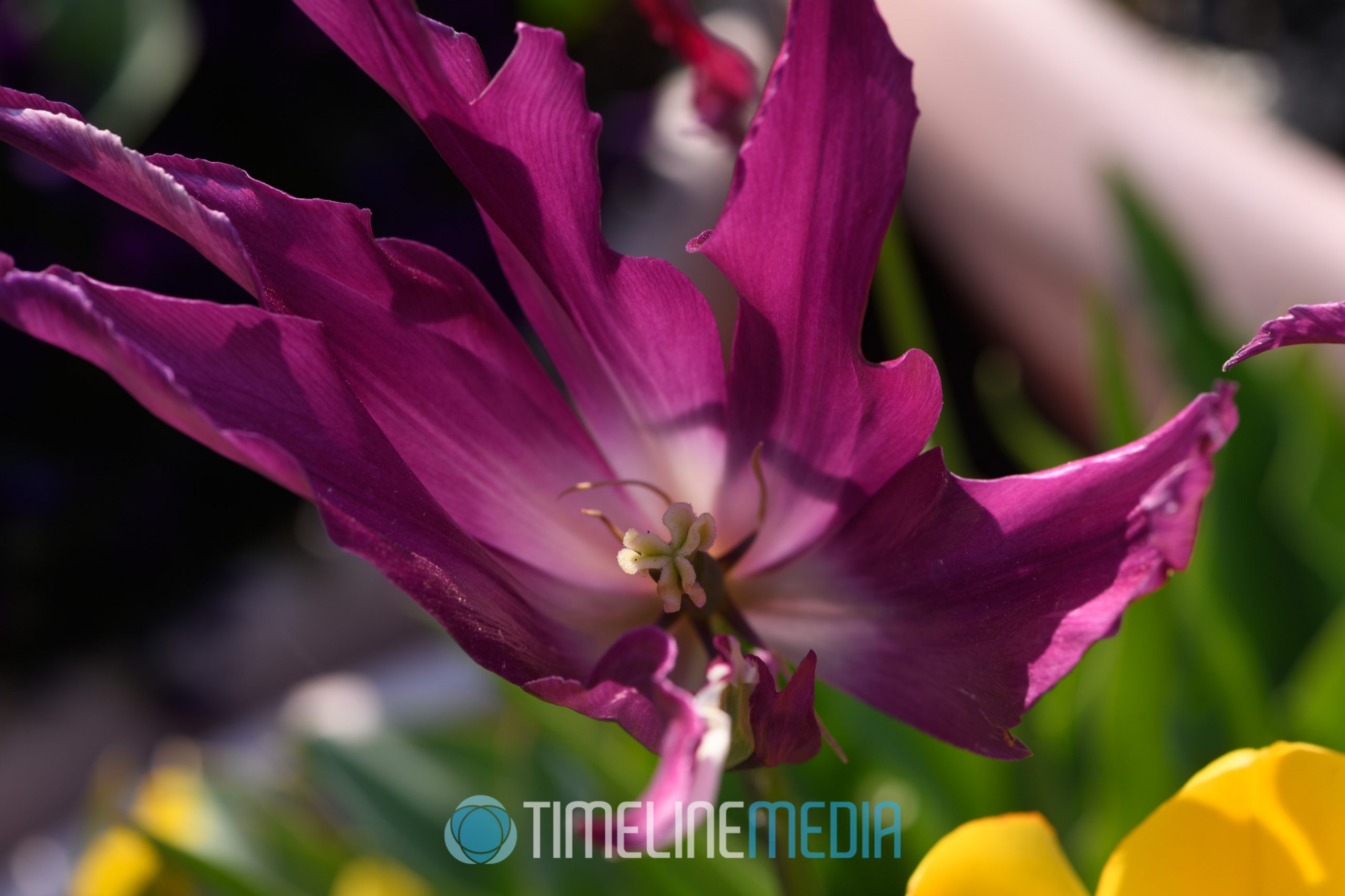Flowering plants at Richmond Virginia Botanical Graden ©TimeLine Media