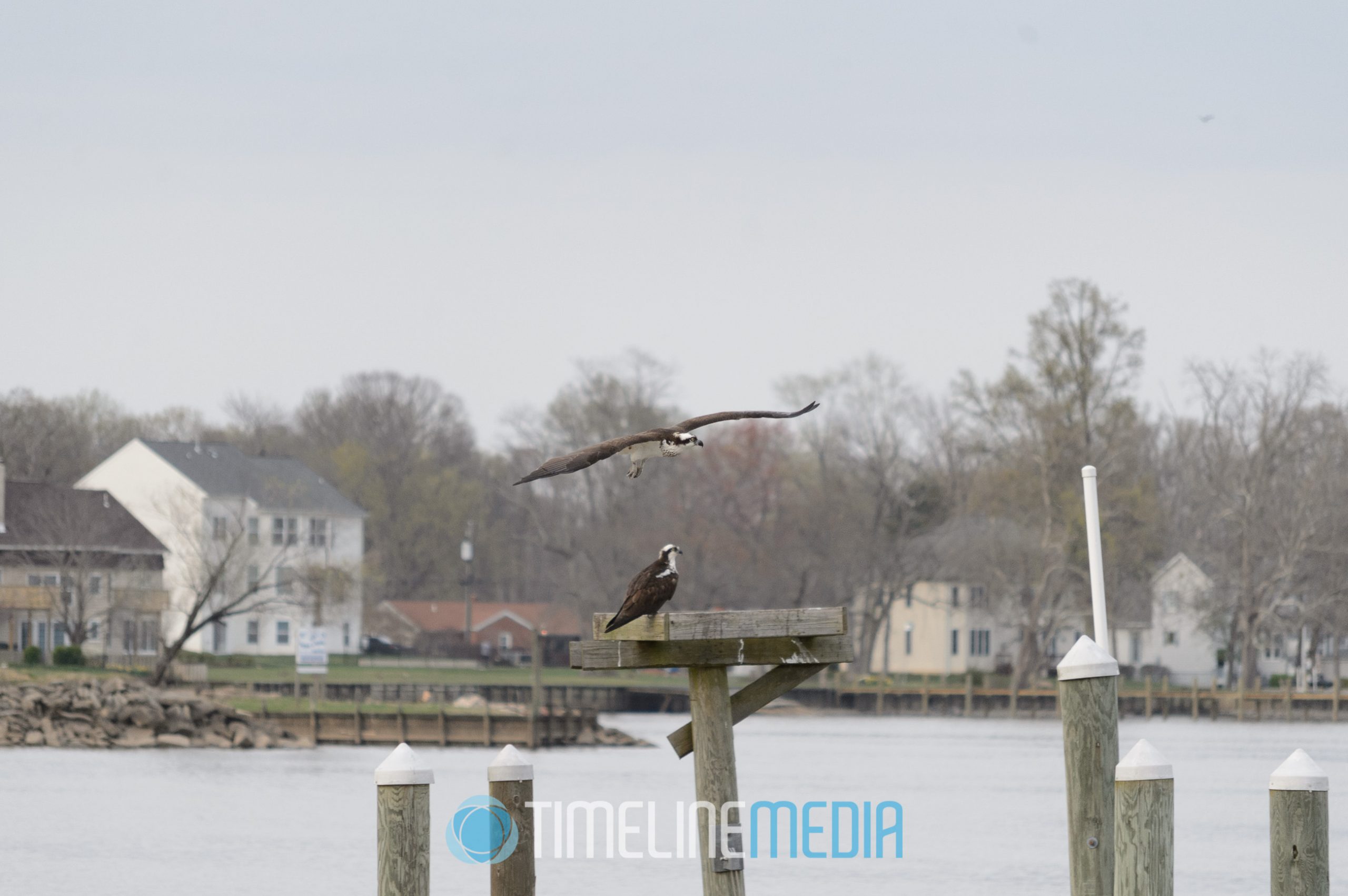 Two ospreys approaching nest on Occoquan River, Woodbridge, VA ©TimeLine Media