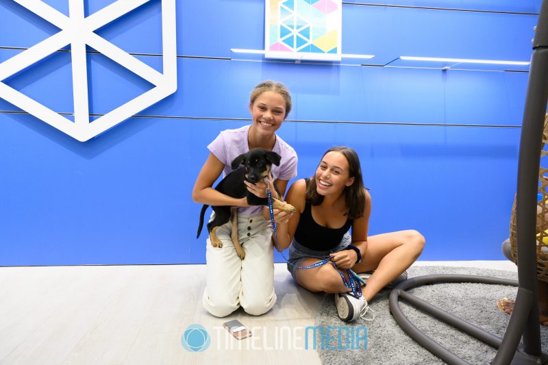 Playing with puppies at the BrandBox Lounge at Tysons Corner Center