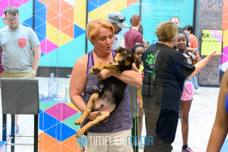 Exchanging puppy for the next cuddler at BrandBox in Tysons Corner Center