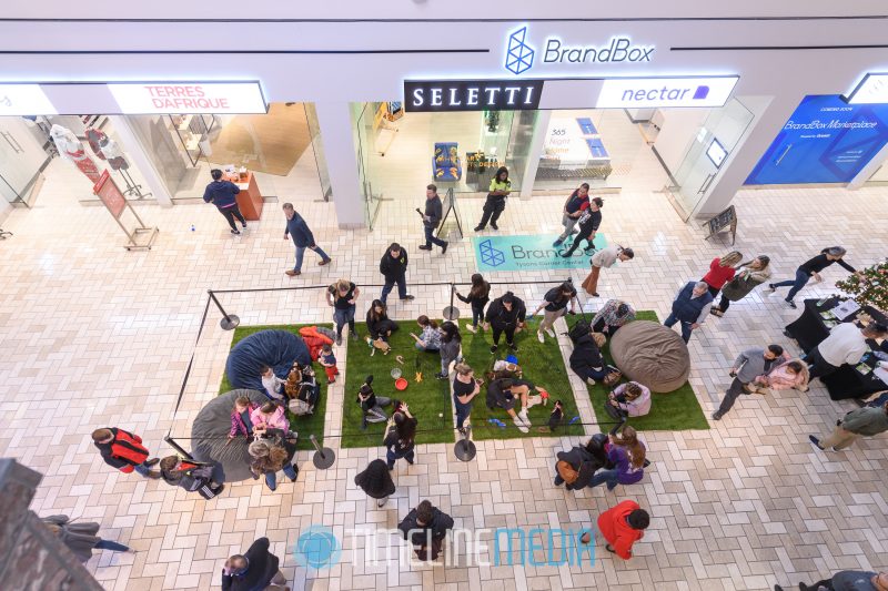 BrandBox area sectioned off for the puppy cuddle event at Tysons Corner Center