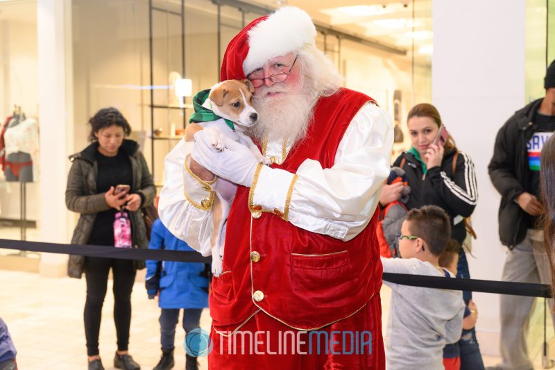 Santa and a puppy from the Wolf Trap Animal Rescue at Tysons Corner Center