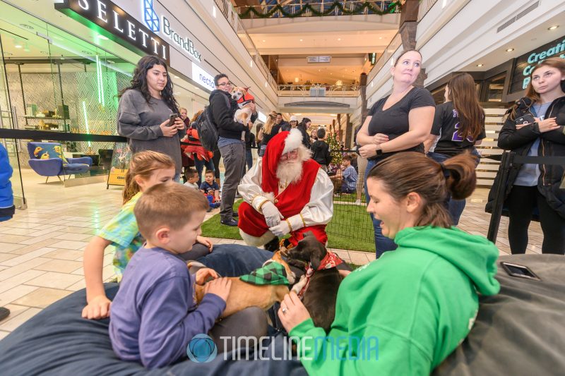 Visiting with Santa and puppies at the BrandBox in Tysons Corner Center
