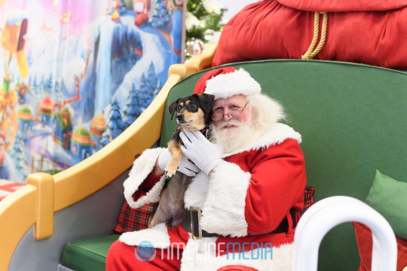 Dogs visiting with Santa during the Yappy Hour at Tysons Corner Center