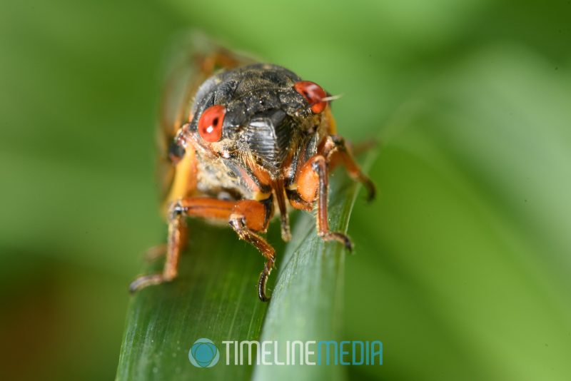 Close up view of cicada on a leaf ©TimeLine Media Cicadas 17 years 