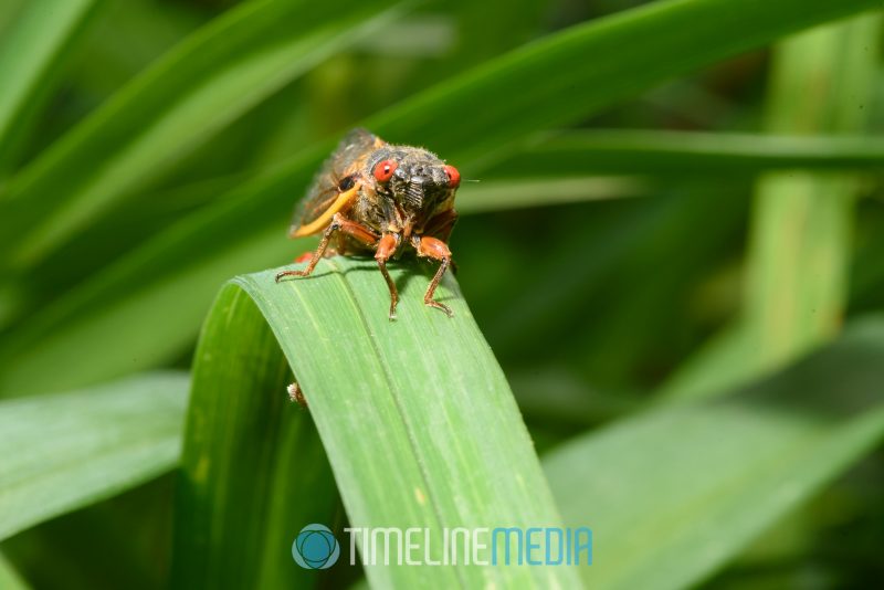 Off camera flash to simulate daylight on a cicada in the garden ©TimeLine Media - Cicadas 17 years