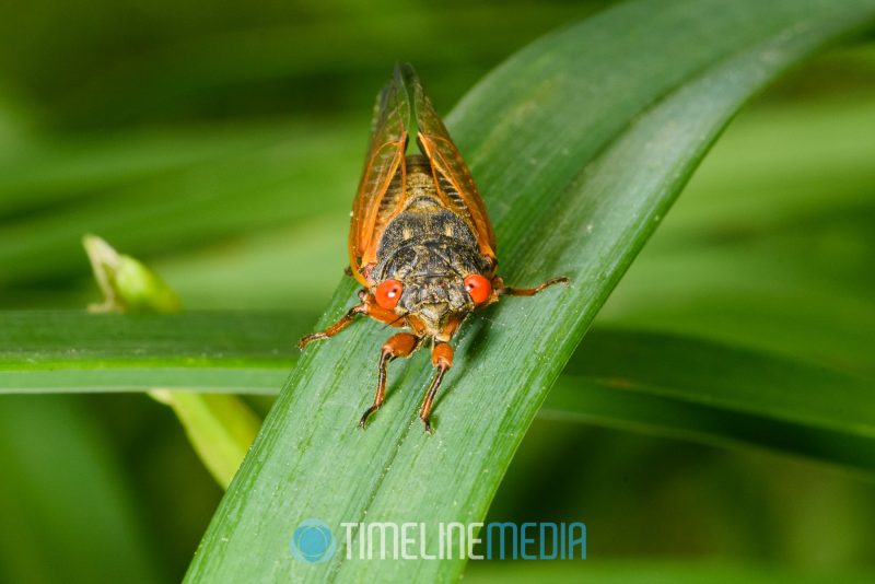 Cicada on a leaf in the garden ©TimeLine Media