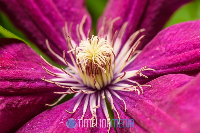 Clematis bloom in the garden ©TimeLine Media