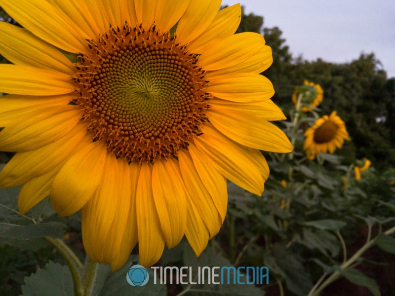 2017 McKee-Beshers sunflower blooms in Maryland ©TimeLine Media