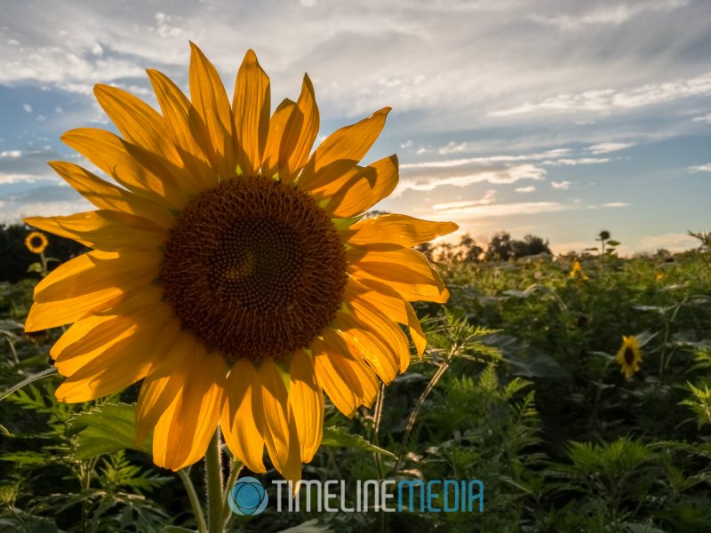 2017 McKee-Beshers sunflower blooms in Maryland ©TimeLine Media