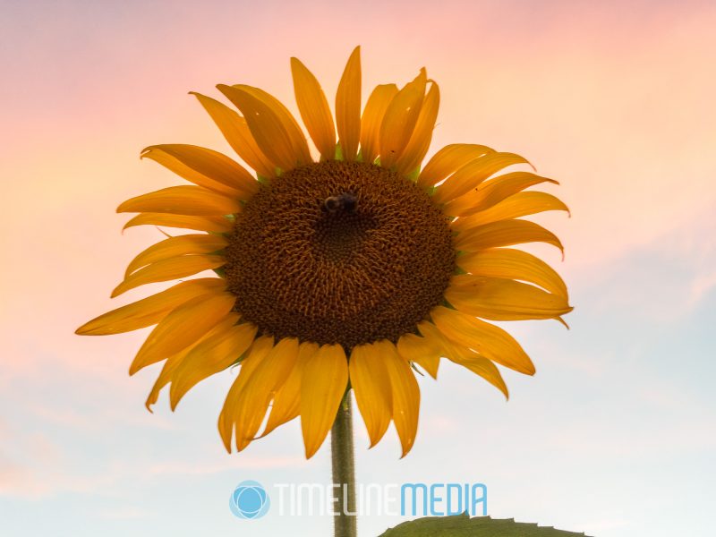 2017 McKee-Beshers sunflower blooms in Maryland ©TimeLine Media